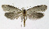  ( - NHMO-DAR-10452)  @14 [ ] CreativeCommons - Attribution Non-Commercial Share-Alike (2016) Unspecified University of Oslo, Natural History Museum
