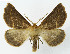 (Crocallis elinguaria - NHMO-DAR-10496)  @15 [ ] CreativeCommons - Attribution Non-Commercial Share-Alike (2016) Unspecified University of Oslo, Natural History Museum