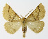  ( - NHMO-DAR-10510)  @14 [ ] CreativeCommons - Attribution Non-Commercial Share-Alike (2016) Unspecified University of Oslo, Natural History Museum