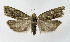  ( - NHMO-DAR-10519)  @14 [ ] CreativeCommons - Attribution Non-Commercial Share-Alike (2016) Unspecified University of Oslo, Natural History Museum