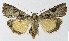  ( - NHMO-DAR-10520)  @14 [ ] CreativeCommons - Attribution Non-Commercial Share-Alike (2016) Unspecified University of Oslo, Natural History Museum