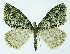  (Chloroclysta miata - NHMO-DAR-10524)  @15 [ ] CreativeCommons - Attribution Non-Commercial Share-Alike (2016) Unspecified University of Oslo, Natural History Museum
