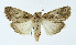  (Spodoptera depravata - NHMO-DAR-10545)  @13 [ ] CreativeCommons - Attribution Non-Commercial Share-Alike (2016) Unspecified University of Oslo, Natural History Museum