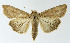  ( - NHMO-DAR-10549)  @11 [ ] CreativeCommons - Attribution Non-Commercial Share-Alike (2016) Unspecified University of Oslo, Natural History Museum