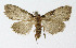  (unclassified Nolidae - NHMO-DAR-10555)  @15 [ ] CreativeCommons - Attribution Non-Commercial Share-Alike (2016) Unspecified University of Oslo, Natural History Museum