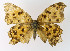  (Polygonia caureum - NHMO-DAR-10573)  @14 [ ] CreativeCommons - Attribution Non-Commercial Share-Alike (2016) Unspecified University of Oslo, Natural History Museum