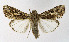 ( - NHMO-DAR-10575)  @14 [ ] CreativeCommons - Attribution Non-Commercial Share-Alike (2016) Unspecified University of Oslo, Natural History Museum