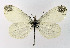  ( - NHMO-DAR-10587)  @14 [ ] CreativeCommons - Attribution Non-Commercial Share-Alike (2016) Unspecified University of Oslo, Natural History Museum