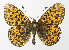  ( - NHMO-DAR-10596)  @13 [ ] CreativeCommons - Attribution Non-Commercial Share-Alike (2016) Unspecified University of Oslo, Natural History Museum