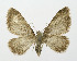  ( - NHMO-DAR-10661)  @13 [ ] CreativeCommons - Attribution Non-Commercial Share-Alike (2016) Unspecified University of Oslo, Natural History Museum