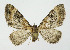  ( - NHMO-DAR-10664)  @14 [ ] CreativeCommons - Attribution Non-Commercial Share-Alike (2016) Unspecified University of Oslo, Natural History Museum