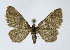  ( - NHMO-DAR-10670)  @13 [ ] CreativeCommons - Attribution Non-Commercial Share-Alike (2016) Unspecified University of Oslo, Natural History Museum