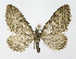  ( - NHMO-DAR-10697)  @14 [ ] CreativeCommons - Attribution Non-Commercial Share-Alike (2016) Unspecified University of Oslo, Natural History Museum
