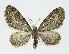  (Eupithecia vulgata - NHMO-DAR-10698)  @14 [ ] CreativeCommons - Attribution Non-Commercial Share-Alike (2016) Unspecified University of Oslo, Natural History Museum