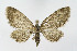  ( - NHMO-DAR-10700)  @13 [ ] CreativeCommons - Attribution Non-Commercial Share-Alike (2016) Unspecified University of Oslo, Natural History Museum