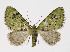  ( - NHMO-DAR-10721)  @14 [ ] CreativeCommons - Attribution Non-Commercial Share-Alike (2016) Unspecified University of Oslo, Natural History Museum