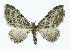  ( - NHMO-DAR-10733)  @14 [ ] CreativeCommons - Attribution Non-Commercial Share-Alike (2016) Unspecified University of Oslo, Natural History Museum
