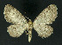  ( - NHMO-DAR-10769)  @13 [ ] CreativeCommons - Attribution Non-Commercial Share-Alike (2016) Unspecified University of Oslo, Natural History Museum