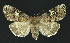  ( - NHMO-DAR-10774)  @13 [ ] CreativeCommons - Attribution Non-Commercial Share-Alike (2016) Unspecified University of Oslo, Natural History Museum