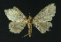  (Geometridae_gen - NHMO-DAR-10818)  @11 [ ] CreativeCommons - Attribution Non-Commercial Share-Alike (2016) Unspecified University of Oslo, Natural History Museum