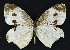  (Pieris sp. KB01 - NHMO-DAR-10815)  @11 [ ] CreativeCommons - Attribution Non-Commercial Share-Alike (2016) Unspecified University of Oslo, Natural History Museum