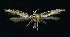  ( - NHMO-DAR-10825)  @13 [ ] CreativeCommons - Attribution Non-Commercial Share-Alike (2016) Unspecified University of Oslo, Natural History Museum