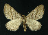  ( - NHMO-DAR-10851)  @11 [ ] CreativeCommons - Attribution Non-Commercial Share-Alike (2016) Unspecified University of Oslo, Natural History Museum