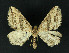  ( - NHMO-DAR-10865)  @13 [ ] CreativeCommons - Attribution Non-Commercial Share-Alike (2016) Unspecified University of Oslo, Natural History Museum