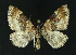  ( - NHMO-DAR-10894)  @14 [ ] CreativeCommons - Attribution Non-Commercial Share-Alike (2016) Unspecified University of Oslo, Natural History Museum