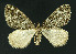  ( - NHMO-DAR-10965)  @13 [ ] CreativeCommons - Attribution Non-Commercial Share-Alike (2016) Unspecified University of Oslo, Natural History Museum