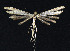 ( - NHMO-DAR-10970)  @13 [ ] CreativeCommons - Attribution Non-Commercial Share-Alike (2016) Unspecified University of Oslo, Natural History Museum