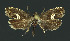  ( - NHMO-DAR-10994)  @13 [ ] CreativeCommons - Attribution Non-Commercial Share-Alike (2016) Unspecified University of Oslo, Natural History Museum