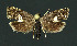  ( - NHMO-DAR-10995)  @13 [ ] CreativeCommons - Attribution Non-Commercial Share-Alike (2016) Unspecified University of Oslo, Natural History Museum
