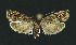  (Pammene splendidulana - NHMO-DAR-11002)  @14 [ ] CreativeCommons - Attribution Non-Commercial Share-Alike (2016) Unspecified University of Oslo, Natural History Museum