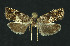  ( - NHMO-DAR-11003)  @11 [ ] CreativeCommons - Attribution Non-Commercial Share-Alike (2016) Unspecified University of Oslo, Natural History Museum