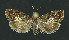  ( - NHMO-DAR-11004)  @13 [ ] CreativeCommons - Attribution Non-Commercial Share-Alike (2016) Unspecified University of Oslo, Natural History Museum