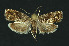  ( - NHMO-DAR-11005)  @11 [ ] CreativeCommons - Attribution Non-Commercial Share-Alike (2016) Unspecified University of Oslo, Natural History Museum