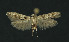  ( - NHMO-DAR-11009)  @14 [ ] CreativeCommons - Attribution Non-Commercial Share-Alike (2016) Unspecified University of Oslo, Natural History Museum