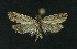  ( - NHMO-DAR-11090)  @13 [ ] CreativeCommons - Attribution Non-Commercial Share-Alike (2016) Unspecified University of Oslo, Natural History Museum