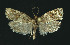  ( - NHMO-DAR-11123)  @12 [ ] CreativeCommons - Attribution Non-Commercial Share-Alike (2016) Unspecified University of Oslo, Natural History Museum