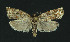  (Argyrotaenia ljungiana - NHMO-DAR-11124)  @14 [ ] CreativeCommons - Attribution Non-Commercial Share-Alike (2016) Unspecified University of Oslo, Natural History Museum
