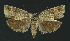  ( - NHMO-DAR-11127)  @14 [ ] CreativeCommons - Attribution Non-Commercial Share-Alike (2016) Unspecified University of Oslo, Natural History Museum