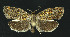  ( - NHMO-DAR-11129)  @14 [ ] CreativeCommons - Attribution Non-Commercial Share-Alike (2016) Unspecified University of Oslo, Natural History Museum