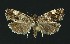  ( - NHMO-DAR-11137)  @13 [ ] CreativeCommons - Attribution Non-Commercial Share-Alike (2016) Unspecified University of Oslo, Natural History Museum