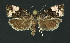  ( - NHMO-DAR-11138)  @13 [ ] CreativeCommons - Attribution Non-Commercial Share-Alike (2016) Unspecified University of Oslo, Natural History Museum
