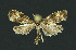  ( - NHMO-DAR-11143)  @11 [ ] CreativeCommons - Attribution Non-Commercial Share-Alike (2016) Unspecified University of Oslo, Natural History Museum