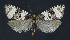 ( - NHMO-DAR-11147)  @13 [ ] CreativeCommons - Attribution Non-Commercial Share-Alike (2016) Unspecified University of Oslo, Natural History Museum