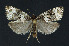  ( - NHMO-DAR-11148)  @13 [ ] CreativeCommons - Attribution Non-Commercial Share-Alike (2016) Unspecified University of Oslo, Natural History Museum