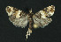  ( - NHMO-DAR-11164)  @13 [ ] CreativeCommons - Attribution Non-Commercial Share-Alike (2016) Unspecified University of Oslo, Natural History Museum