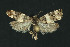  (Lobesia bicinctana - NHMO-DAR-11165)  @14 [ ] CreativeCommons - Attribution Non-Commercial Share-Alike (2016) Unspecified University of Oslo, Natural History Museum